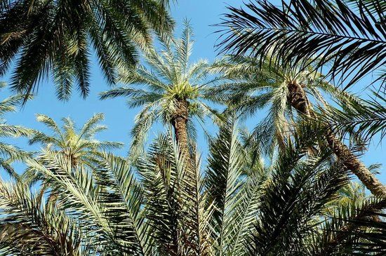 Eden Palm Tresors de l'Oasis