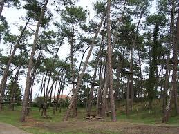 Forêt de Chiberta