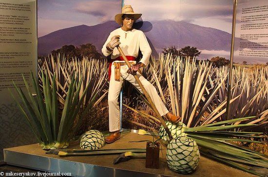 Musee de la tequila