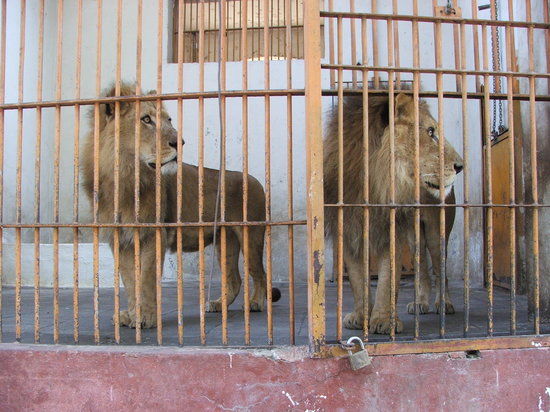 Zoo de Giza