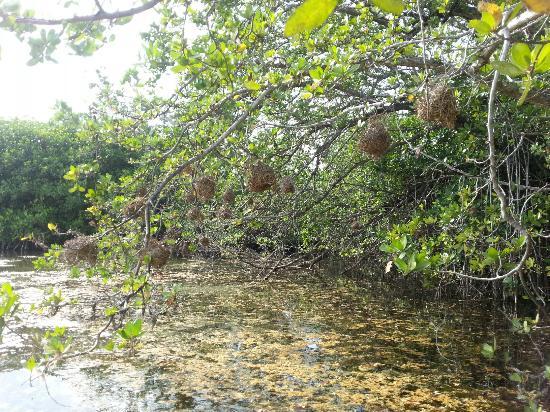 Lagune de Bavaro