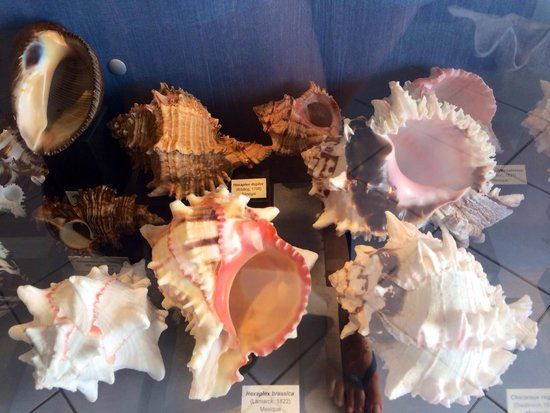 Musée des Coquillages