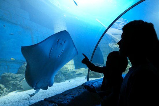 SEA LIFE Centre Porto