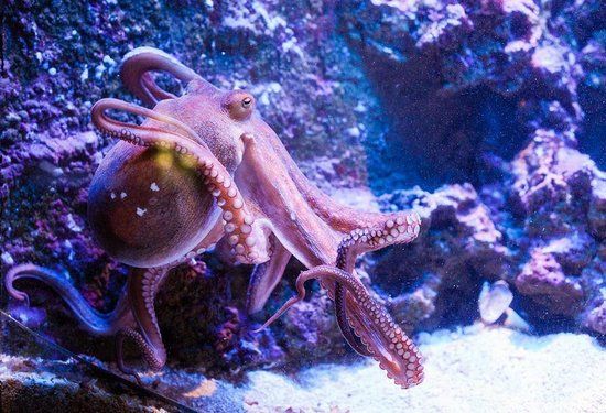 Aquarium d'Antalya