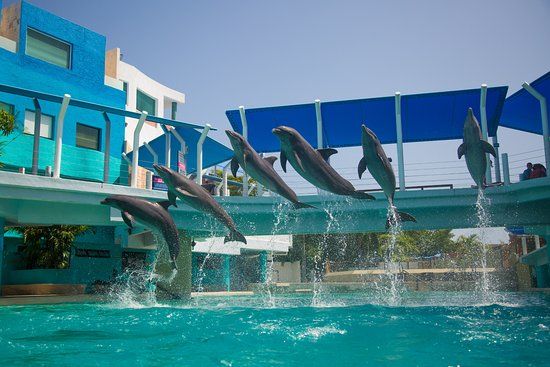 Cancun Interactive Aquarium